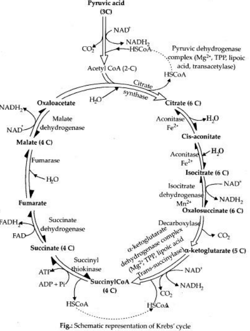 Krebs cycle