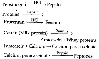 Protein digestion in the stomach