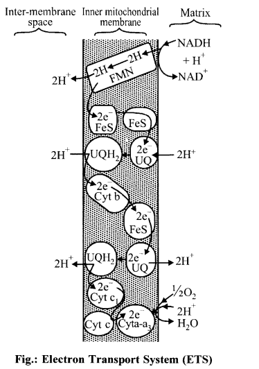 Electron Transport System (ETS)