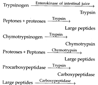 Protein digestion in the stomach