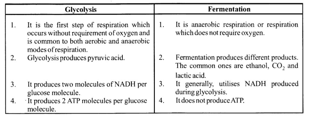 Glycolysis & Fermentation